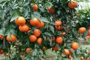 柑橘苗三月份種植技術(shù)_南豐柑橘種植時間和方法