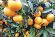 2千畝小柑橘種植技術(shù)與管理_第一年的柑橘幼樹怎樣施肥才能長的粗壯