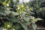 柑橘種植技術(shù)一梢三肥_柑桔如何進(jìn)行修枝整形能提高產(chǎn)量 柑橘種植技術(shù)一梢三肥_柑桔如何進(jìn)行修枝整形能提高產(chǎn)量