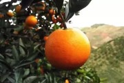 湖南懷化柑橘種植技術(shù)規(guī)程_433025是哪里開頭的身份證號碼