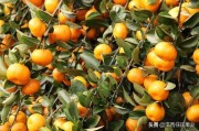 柑橘上的病蟲害防治_柑橘謝花后怎樣管理