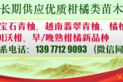 明日見(jiàn)柑橘什么時(shí)間成熟采摘（明日見(jiàn)柑橘什么時(shí)間成熟采摘好）