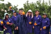 柑橘的籽怎么種植技術(shù)_橘子有籽好還是無籽好
