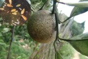 柑橘病蟲(chóng)害防治銹壁虱_烏柑是品種還是壞果