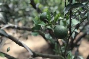 四川柑橘種植技術(shù)書(shū)本_3年柑橘拉枝技術(shù)