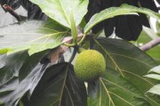柑橘形態(tài)特征解析：果實(shí)、葉片與植株的生物學(xué)辨識(shí)要點(diǎn)