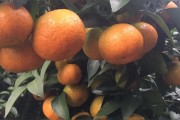 柑橘8-9病蟲害_柑橘樹(shù)掉網(wǎng)怎么用