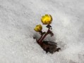 柑橘1斤石硫合劑兌多少水？科學(xué)配比與安全稀釋方法詳解