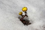 柑橘1斤石硫合劑兌多少水？科學(xué)配比與安全稀釋方法詳解