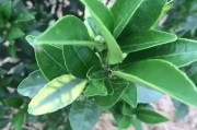 柑橘黃蒂病蟲(chóng)害圖片_但瓜蔓卻越長(zhǎng)越弱是怎么回事 柑橘黃蒂病蟲(chóng)害圖片_但瓜蔓卻越長(zhǎng)越弱是怎么回事