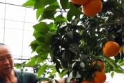 紅美人柑橘的營(yíng)養(yǎng)價(jià)值_3的株行距畝產(chǎn)量大概多少斤啊