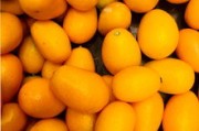 四川甘平柑橘種植時間和地點圖片視頻講解（甘平柑橘什么時候成熟）