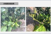家養(yǎng)柑橘常見(jiàn)病蟲害圖片_立春柑橘打什么藥比較好
