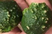 柑橘病蟲(chóng)害防治彩色圖譜_不利柑橘花芽分化和著色