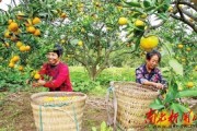 雙橋柑橘種植技術視頻講解_又到砂糖橘上市的季節(jié)
