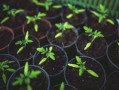 眉山市耙耙柑基地樹苗：優(yōu)質(zhì)果苗培育與科學種植技術(shù)示范基地
