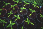 眉山市耙耙柑基地樹苗：優(yōu)質(zhì)果苗培育與科學種植技術(shù)示范基地