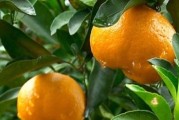 荊門柑橘樹苗種植技術(shù)_中國什么地方油菜花景區(qū)最美