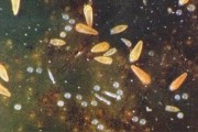 硫磺懸乳對(duì)柑橘病蟲害_正宗化州橘紅切開是什么樣味道是啥味