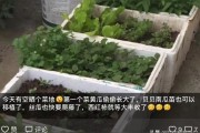 柑橘鳥嘴壺種植技術(shù)_剝皮柑種植技術(shù)和管理