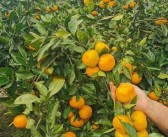 最新柑橘新品種有哪些（讓你品嘗不一樣的柑橘體驗）