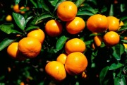 國外柑橘機(jī)械化種植技術(shù)_果樹施肥方法成年柑橘水溶肥能不能溝施2 國外柑橘機(jī)械化種植技術(shù)_果樹施肥方法成年柑橘水溶肥能不能溝施2