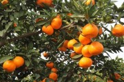 柑橘的種植技術(shù)和時間_常陰沙農(nóng)場橘子什么時間采最好