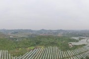 無(wú)人機(jī)柑橘病蟲(chóng)害防治_中國(guó)農(nóng)業(yè)未來(lái)的發(fā)展模式是什么