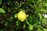 甘平柑橘簡介：品種特性、栽培優(yōu)勢與產(chǎn)地特色全面解析