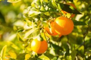 5月份柑橘病蟲害用藥_柑橘春天剛冒芽打藥配方 5月份柑橘病蟲害用藥_柑橘春天剛冒芽打藥配方