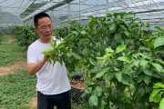 沼液在柑橘種植利用技術(shù)_沼液怎樣直接用作生物有機(jī)肥料呢