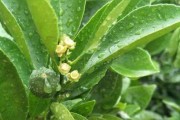 柑橘病蟲(chóng)害防治最佳時(shí)期_柑橘果皮變黑是蟲(chóng)害還是病害