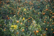 湖北柑橘種植管理技術(shù)_愛媛38果凍橙適合在湖北種嗎