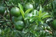 柑橘的種植技術(shù)要點_柑橘種植多少量