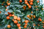 新品種柑橘種植技術(shù)_怎樣才能種好桔樹