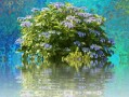 盆栽柑橘樹苗家庭種植全攻略：選苗技巧與日常養(yǎng)護(hù)指南