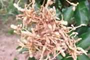 三月份柑橘病蟲害防治工作_柑橘的落花和落果是怎么回事