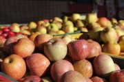 廣西沃柑成熟時間解析：豐收季節(jié)與最佳品嘗期全指南