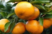 柑橘種植技術(shù)與危害_種植柑橘夏季需注意些什么 柑橘種植技術(shù)與危害_種植柑橘夏季需注意些什么