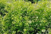 遵義柑橘種植技術(shù)規(guī)程視頻_柑橘秋梢多久剪枝