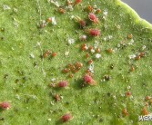 柑橘防病蟲害的藥_柑橘現(xiàn)花蕾了還能噴藥嗎