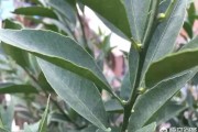 柑橘種植花期管理技術(shù)要點_柑橘幾月開花