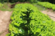 四川愛媛38號果凍橙：揭秘果肉細膩爆汁的川蜀秋日鮮甜密碼