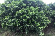 柑橘拉枝技術(shù)_橘子樹開春發(fā)芽需要施肥嗎