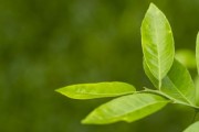 嫁接柑橘樹怎么嫁？手把手教你正確操作步驟與技巧