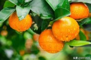 規(guī)模種植柑橘技術(shù)要求是什么_柑子管理技術(shù) 規(guī)模種植柑橘技術(shù)要求是什么_柑子管理技術(shù)