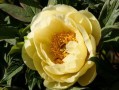 斯密柑橘幾月開(kāi)花結(jié)果（阿斯密柑橘苗特性）