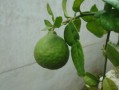 剛種柑橘苗葉黃會(huì)生新葉嗎？黃葉原因與復(fù)綠措施全解析
