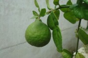 剛種柑橘苗葉黃會生新葉嗎？黃葉原因與復(fù)綠措施全解析