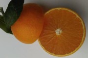 愛媛系列都有些啥品種_愛媛橙和倫晚春橙區(qū)別 愛媛系列都有些啥品種_愛媛橙和倫晚春橙區(qū)別
